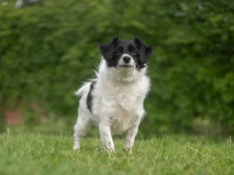 Minnie, female 5yo Jack Russell Terrier for adoption at Dogs Trust Kenilworth, Kenilworth
