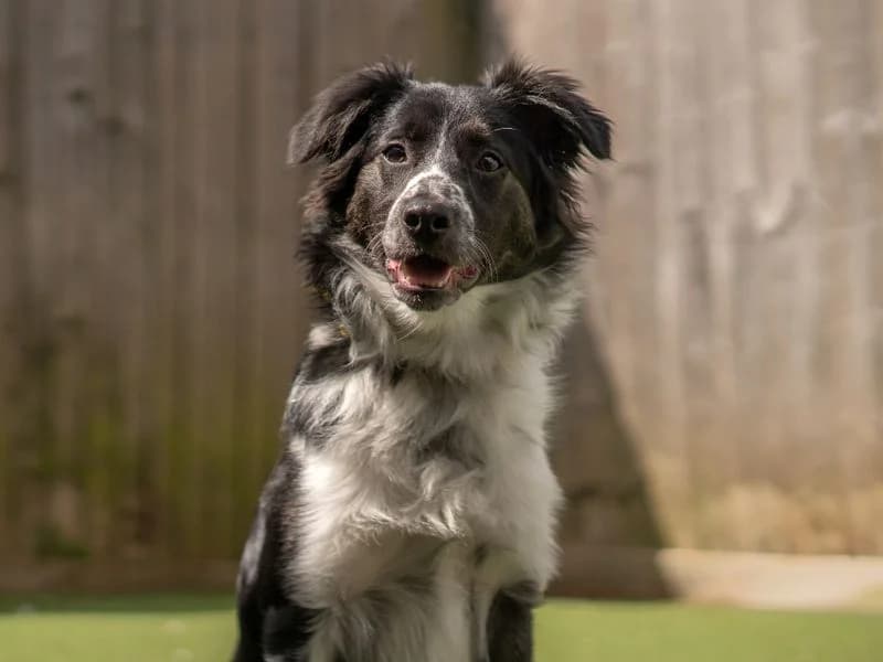 Connor, male puppy Border Collie for adoption at Dogs Trust Kenilworth, Kenilworth