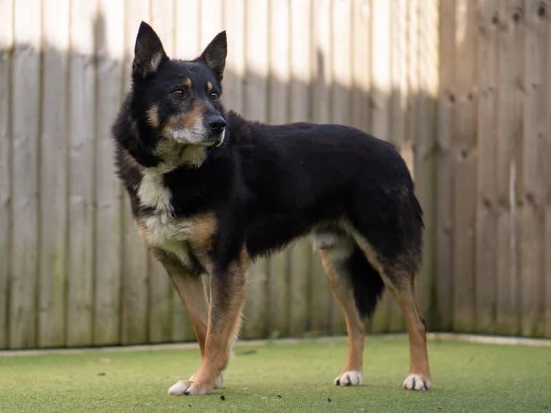 Patrick, male 7yo Border Collie for adoption at Dogs Trust Kenilworth, Kenilworth