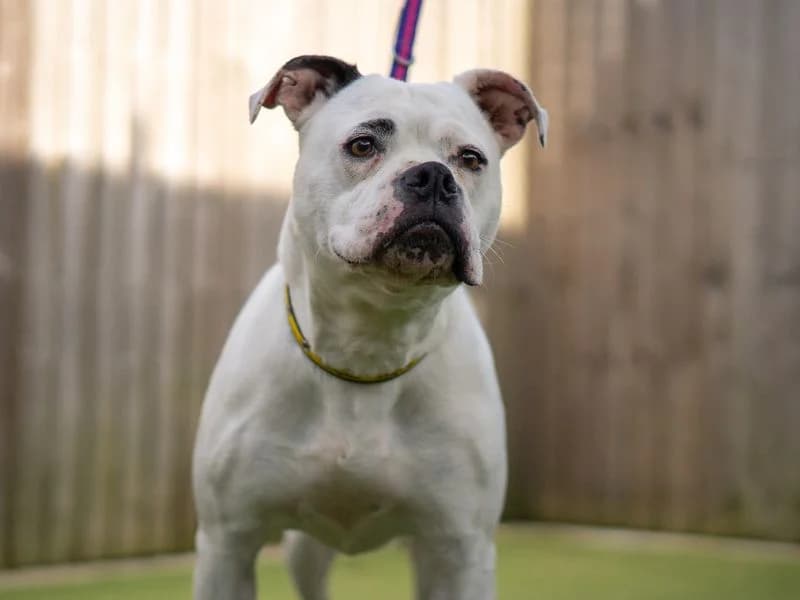 Sugar, female young Staffordshire Bull Terrier for adoption at Dogs Trust Kenilworth, Kenilworth