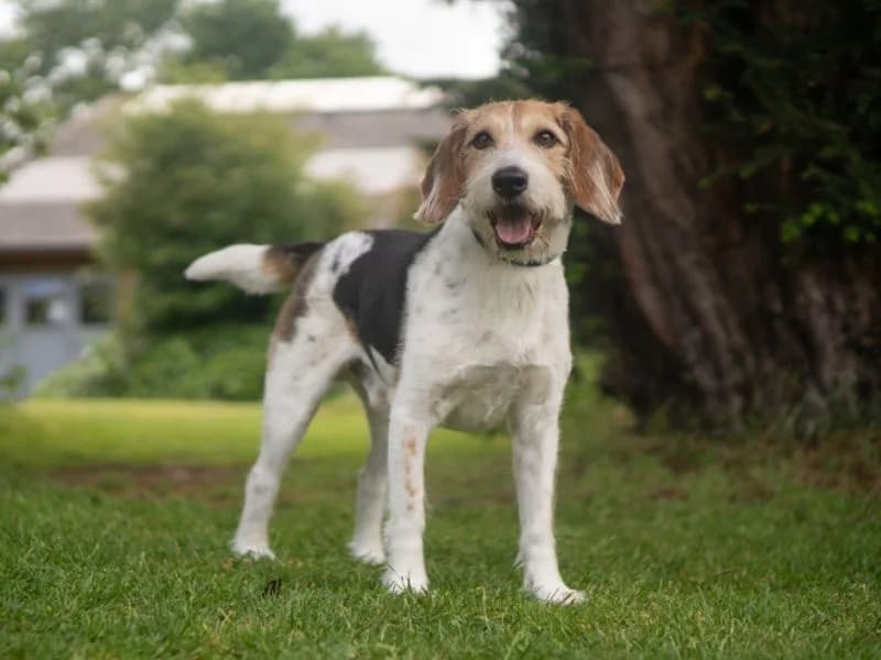 Buzz, male 7yo Beagle for adoption at Dogs Trust Kenilworth, Kenilworth