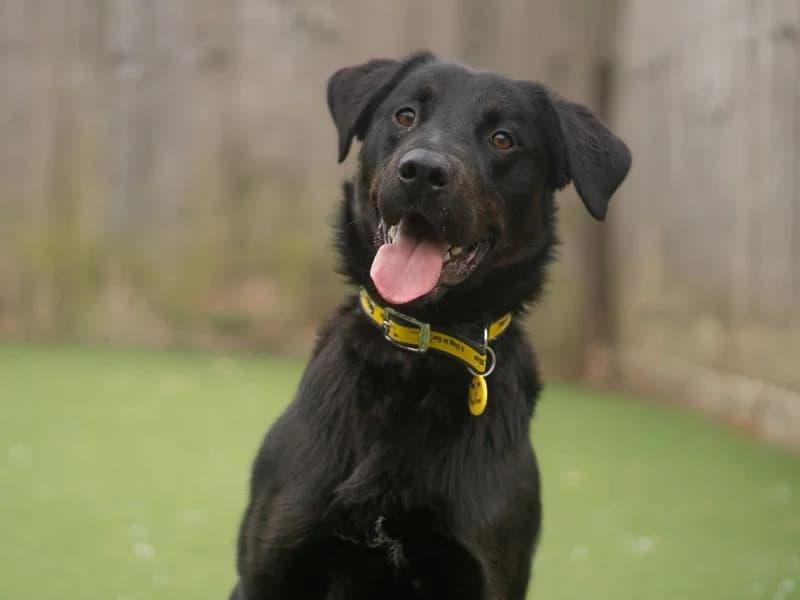 Tuna, male young Labrador Retriever for adoption at Dogs Trust Kenilworth, Kenilworth
