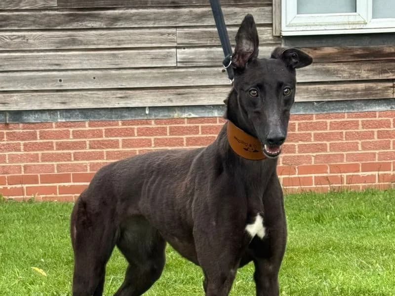 Veronica, female 3yo Greyhound for adoption at Dogs Trust Kenilworth, Kenilworth