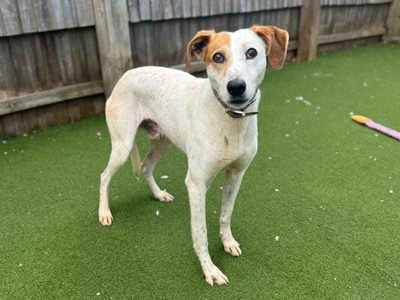 Vinny, male 6yo Lurcher for adoption at Dogs Trust Kenilworth, Kenilworth