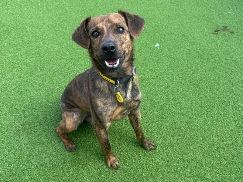 Valentine, male young Mixed Breed for adoption at Dogs Trust Kenilworth, Kenilworth