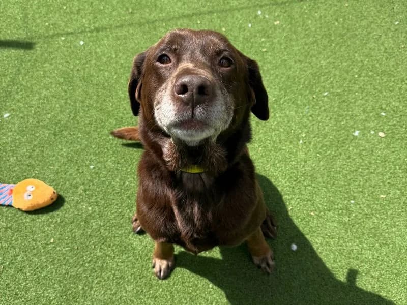 Vanilla, female senior Labrador Retriever for adoption at Dogs Trust Kenilworth, Kenilworth