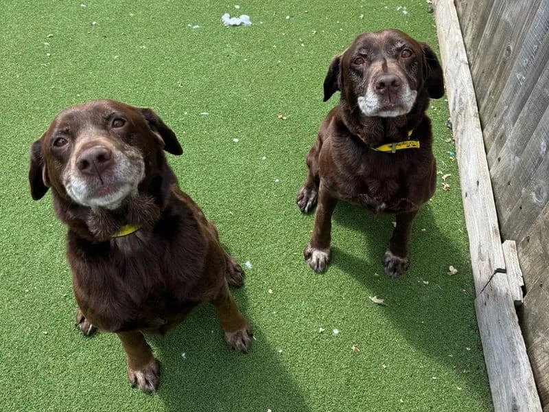 Velvet, female senior Labrador Retriever for adoption at Dogs Trust Kenilworth, Kenilworth