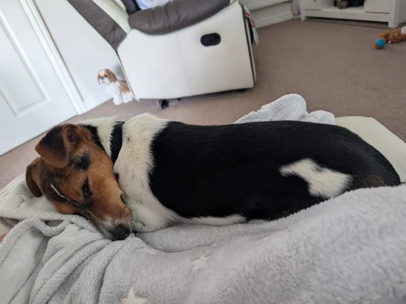 Chutney, male young Jack Russell Terrier for adoption at Dogs Trust Kenilworth, Kenilworth