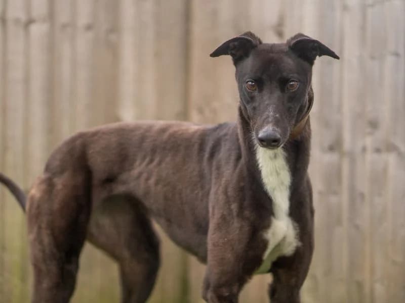 Wish, female 6yo Greyhound for adoption at Dogs Trust Kenilworth, Kenilworth