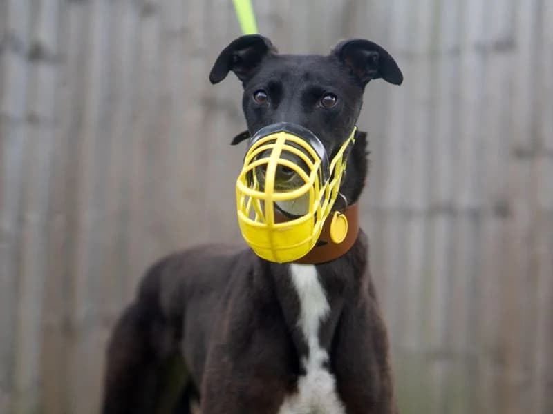 Wonder, female 3yo Greyhound for adoption at Dogs Trust Kenilworth, Kenilworth