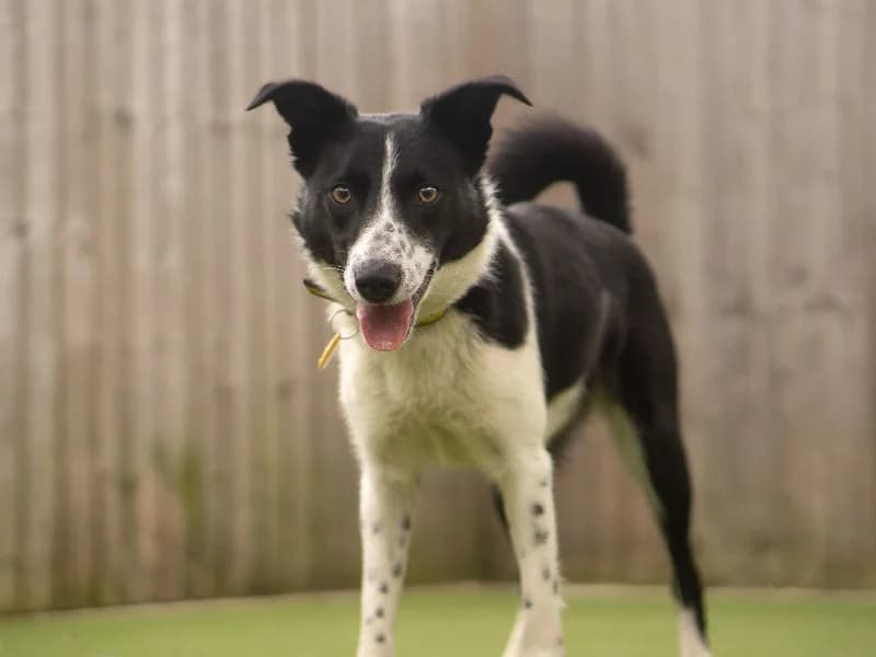 Nellie, female young Border Collie for adoption at Dogs Trust Kenilworth, Kenilworth