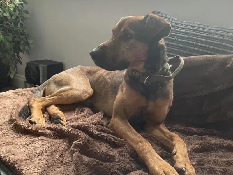 Alfie, male 5yo mixed breed for adoption at Dogs Trust Kenilworth, Kenilworth