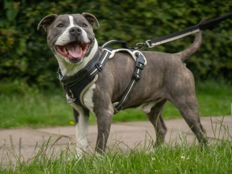 Arnie, male senior Staffordshire Bull Terrier for adoption at Dogs Trust Kenilworth, Kenilworth
