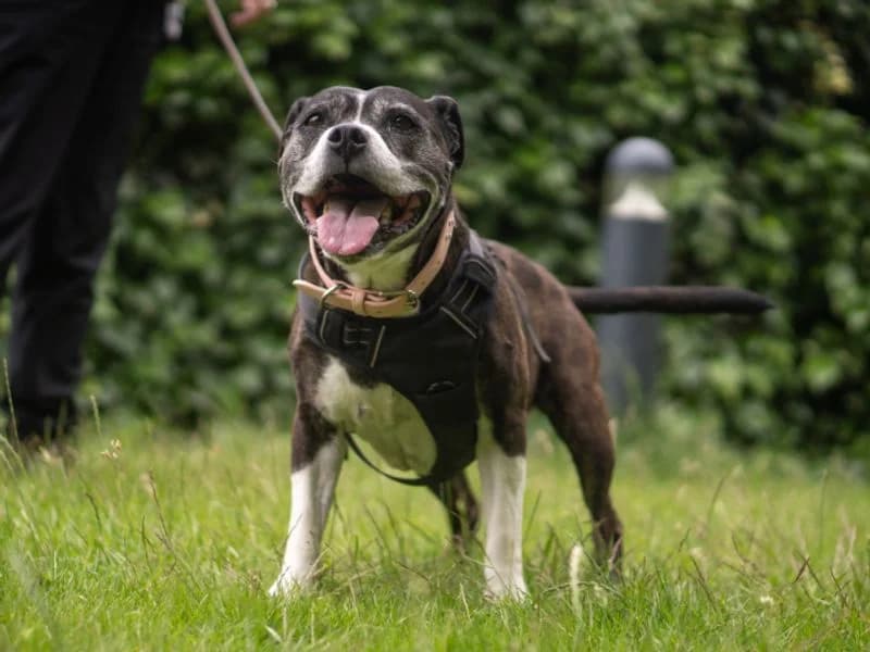 Sally, female senior Staffordshire Bull Terrier for adoption at Dogs Trust Kenilworth, Kenilworth