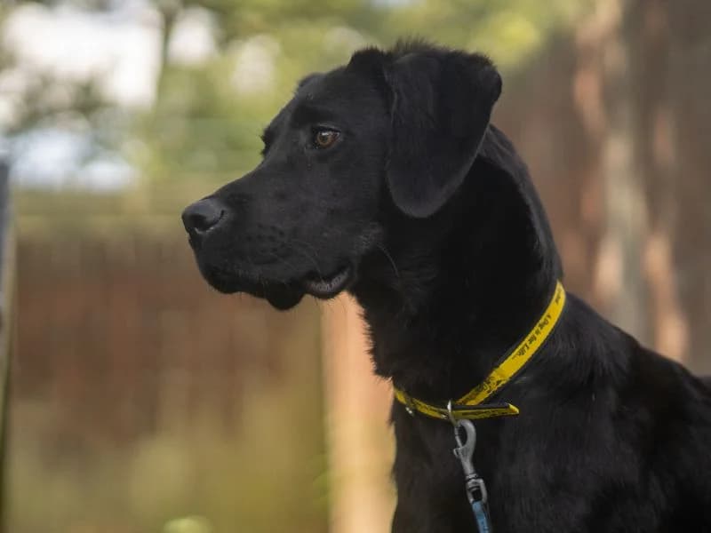 Sesame, female young Mixed Breed for adoption at Dogs Trust Kenilworth, Kenilworth