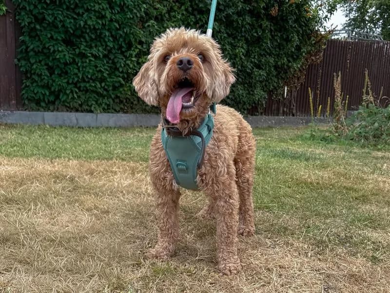 Teddy, male 6yo Poodle for adoption at Dogs Trust Kenilworth, Kenilworth