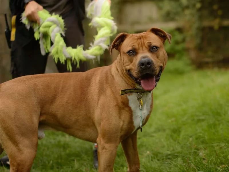 Goose, male young Staffordshire Bull Terrier for adoption at Dogs Trust Kenilworth, Kenilworth
