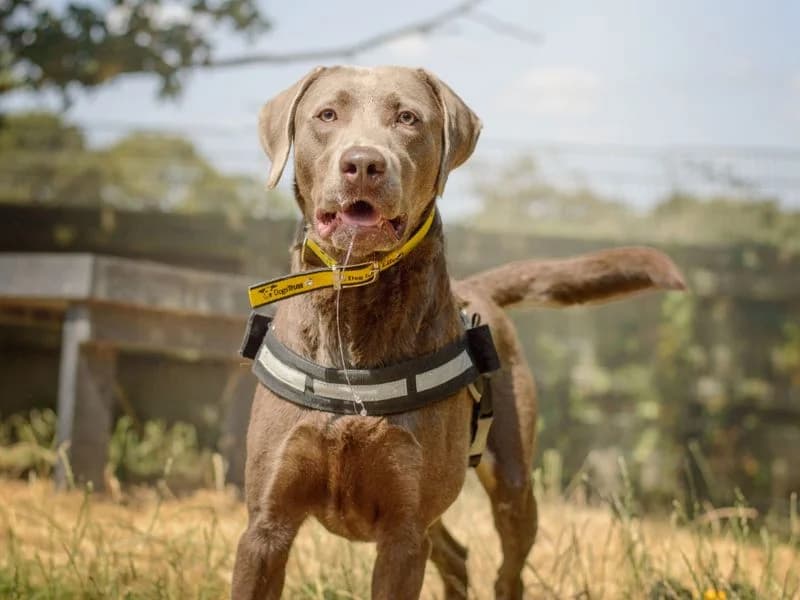 Teddy, male young Labrador Retriever for adoption at Dogs Trust Kenilworth, Kenilworth
