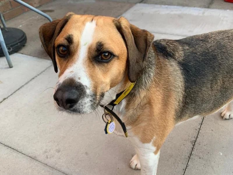 Smithy, male 3yo Beagle for adoption at Dogs Trust Kenilworth, Kenilworth