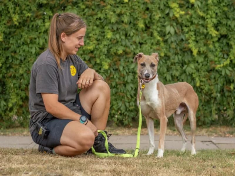 Zulu, male 3yo Whippet for adoption at Dogs Trust Kenilworth, Kenilworth