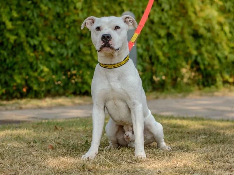 Malfoy, male 5yo Staffordshire Bull Terrier for adoption at Dogs Trust Kenilworth, Kenilworth