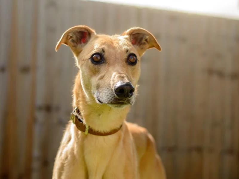 Zest, male 3yo Lurcher for adoption at Dogs Trust Kenilworth, Kenilworth