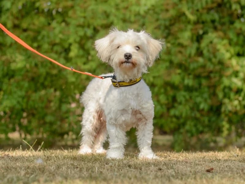 Bella, female young Bichon Frisé for adoption at Dogs Trust Kenilworth, Kenilworth