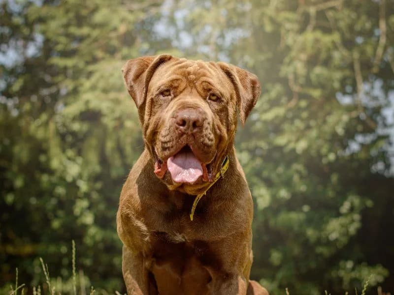 Bug, male 5yo Mastiff for adoption at Dogs Trust Kenilworth, Kenilworth