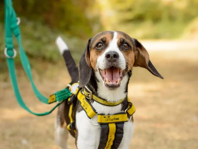 Winnie, female 7yo Beagle for adoption at Dogs Trust Kenilworth, Kenilworth