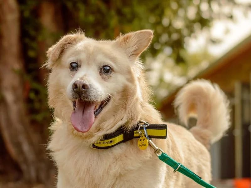 Oswald, male senior Mixed Breed for adoption at Dogs Trust Kenilworth, Kenilworth