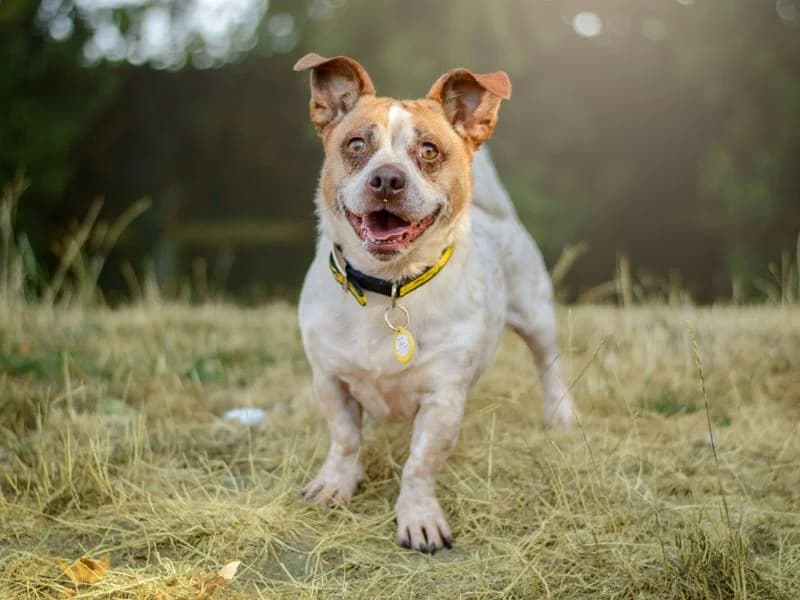 Giles, male 5yo Jack Russell Terrier for adoption at Dogs Trust Kenilworth, Kenilworth