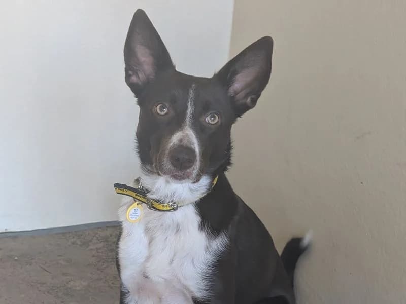 Martina, female 4yo mixed breed for adoption at Dogs Trust Kenilworth, Kenilworth