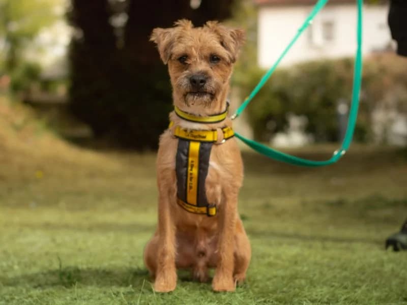 Toto, male 7yo Border Collie for adoption at Dogs Trust Kenilworth, Kenilworth