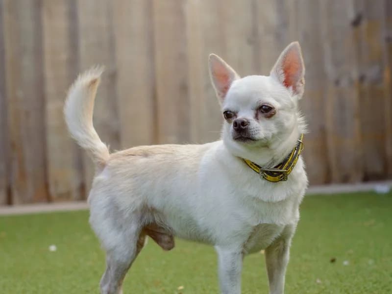 Romeo, male 4yo Chihuahua for adoption at Dogs Trust Kenilworth, Kenilworth
