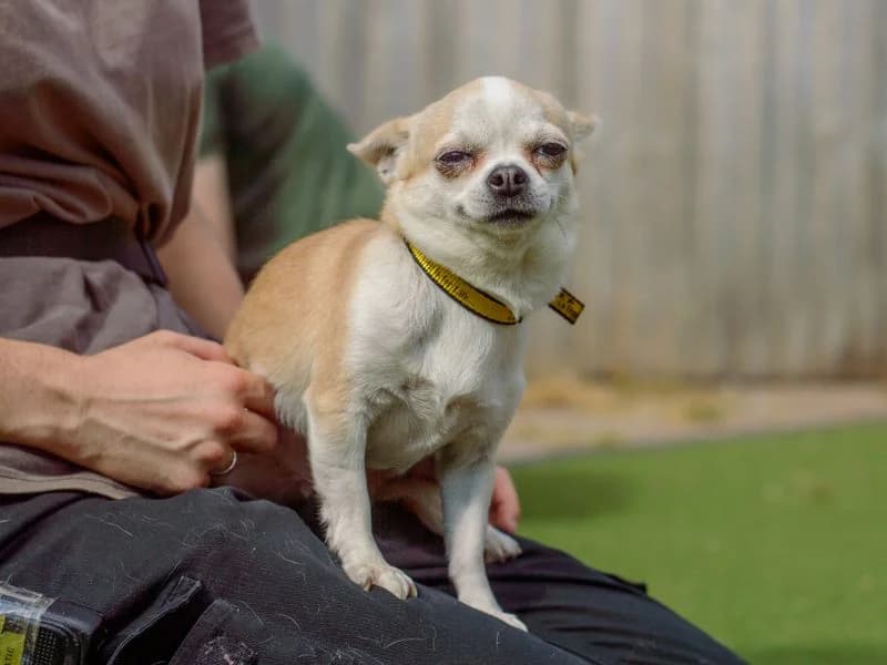 Bambi, female 4yo Chihuahua for adoption at Dogs Trust Kenilworth, Kenilworth