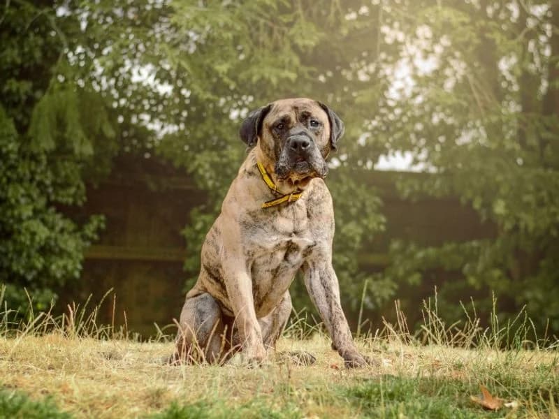 Doug, male young Mastiff for adoption at Dogs Trust Kenilworth, Kenilworth