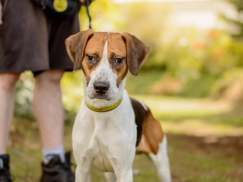 Sully, male young mixed breed for adoption at Dogs Trust Kenilworth, Kenilworth