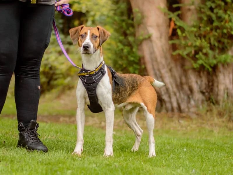 Mike, male 3yo mixed breed for adoption at Dogs Trust Kenilworth, Kenilworth