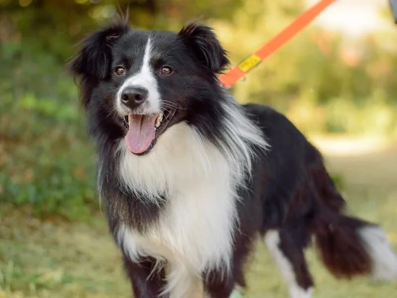 Tigger, male young Border Collie for adoption at Dogs Trust Kenilworth, Kenilworth