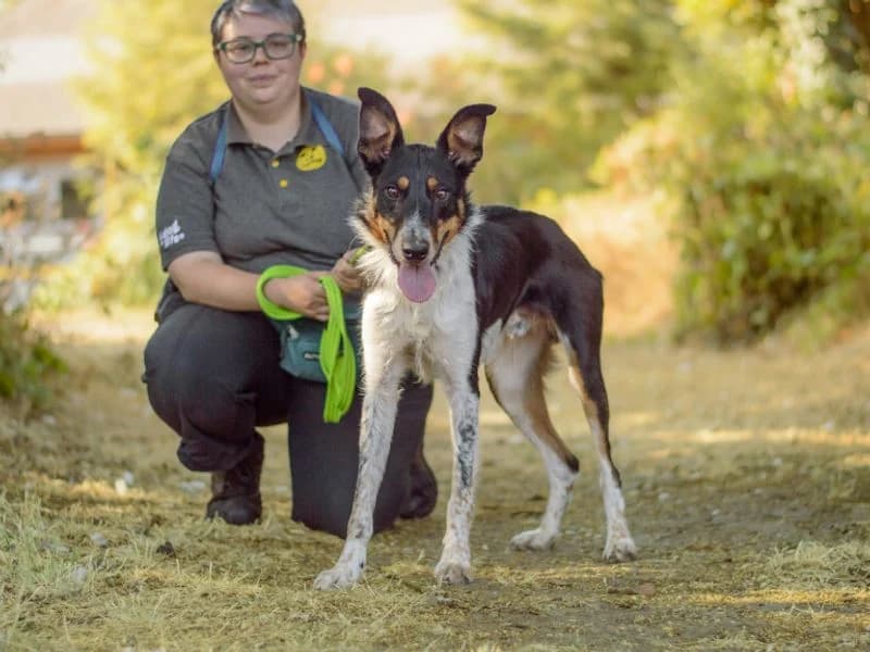 Sid, male young Border Collie for adoption at Dogs Trust Kenilworth, Kenilworth