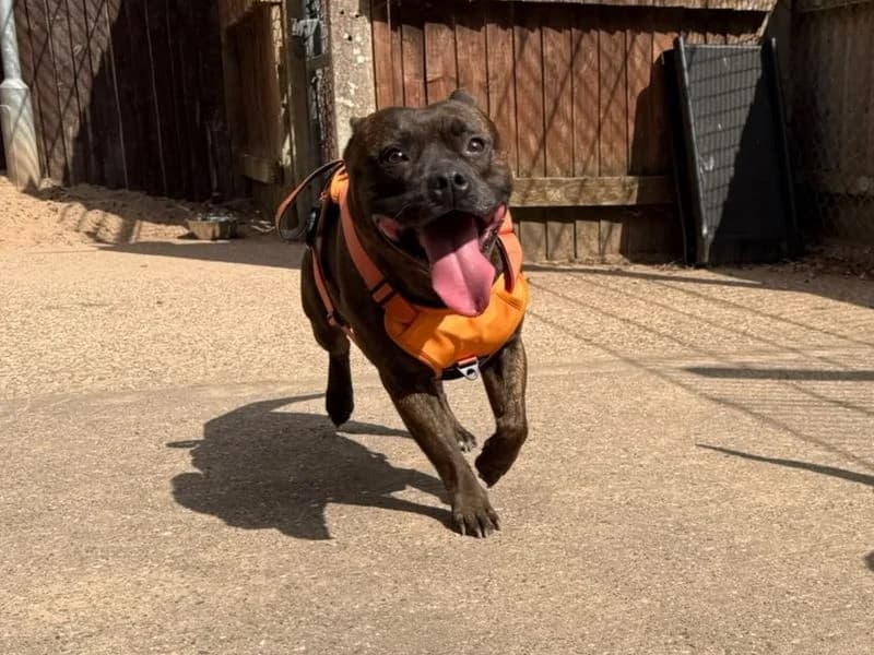 Baz, male 6yo Staffordshire Bull Terrier for adoption at Dogs Trust Kenilworth, Kenilworth