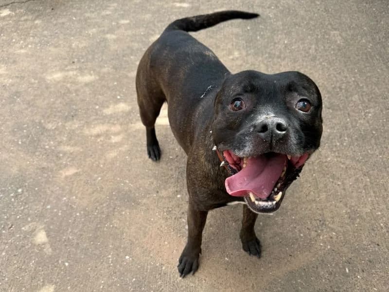 Dave, male 6yo Staffordshire Bull Terrier for adoption at Dogs Trust Kenilworth, Kenilworth