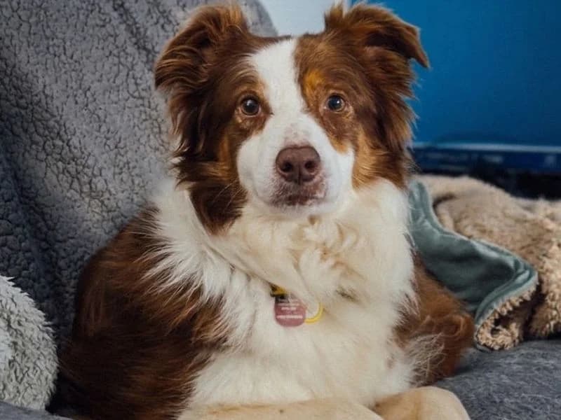 Florence, female senior Border Collie for adoption at Dogs Trust Kenilworth, Kenilworth