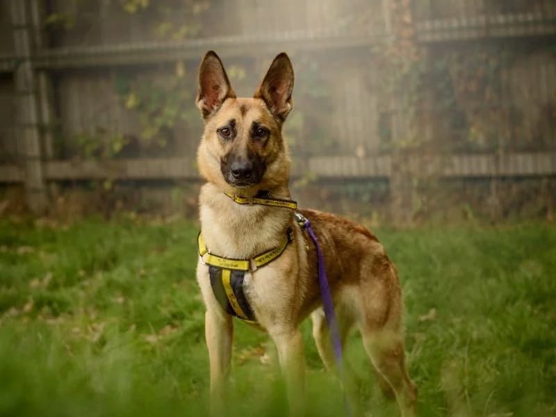 Jasper, male young Belgian Malinois for adoption at Dogs Trust Kenilworth, Kenilworth