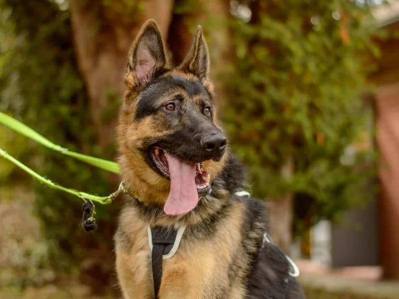 Major, male young mixed breed for adoption at Dogs Trust Kenilworth, Kenilworth