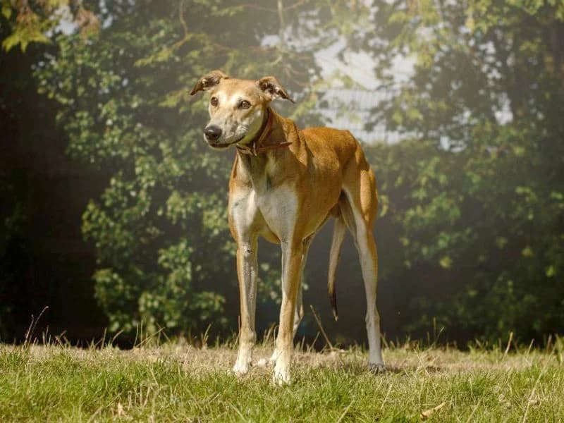 Sonny, male 3yo Lurcher for adoption at Dogs Trust Kenilworth, Kenilworth