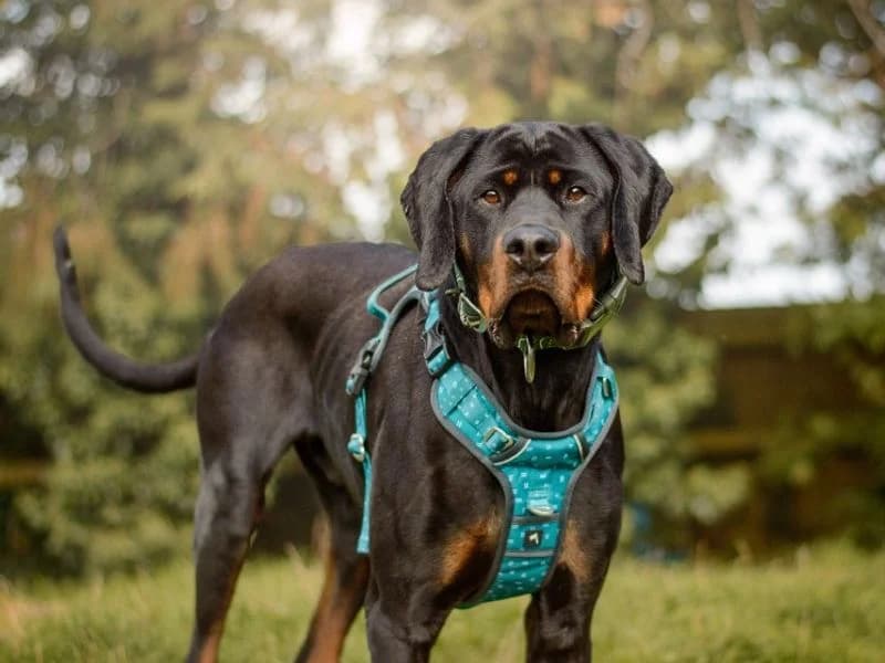 Guiseppe, male 3yo Doberman for adoption at Dogs Trust Kenilworth, Kenilworth