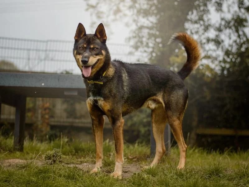 Lorenzo, male 4yo Mixed Breed for adoption at Dogs Trust Kenilworth, Kenilworth