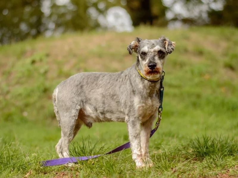 Albert, male 5yo mixed breed for adoption at Dogs Trust Kenilworth, Kenilworth