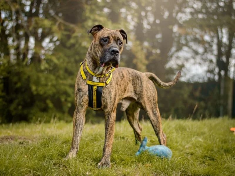 Roscoe, male 4yo Mastiff for adoption at Dogs Trust Kenilworth, Kenilworth